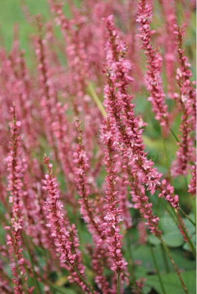 Bistorta (Persicaria) ampexicaulis 'Seven Oaks Village'